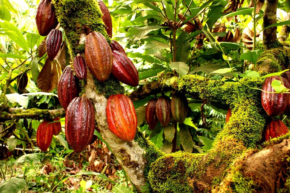 cocoa-plantation